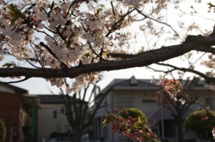 ラスト桜