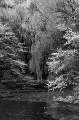 桜の季節