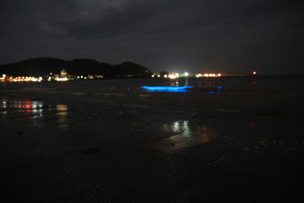 夜光虫