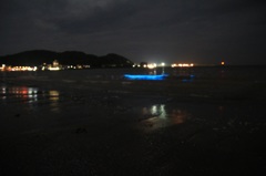 夜光虫
