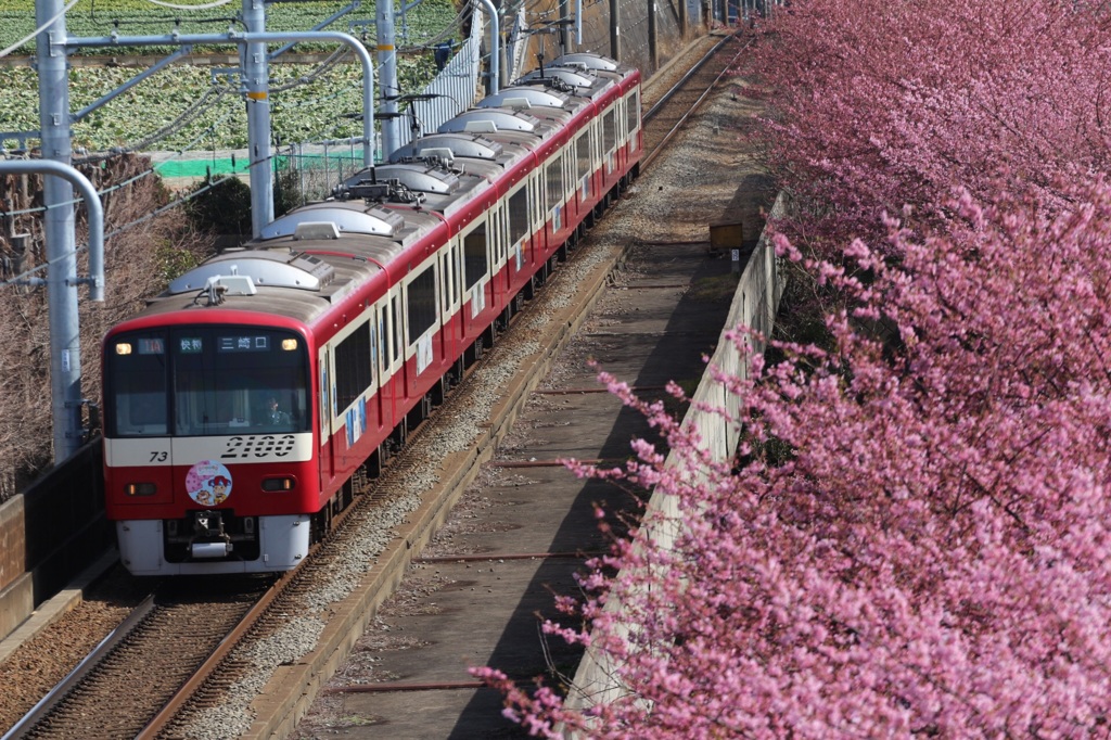 三浦名物川津桜&京急
