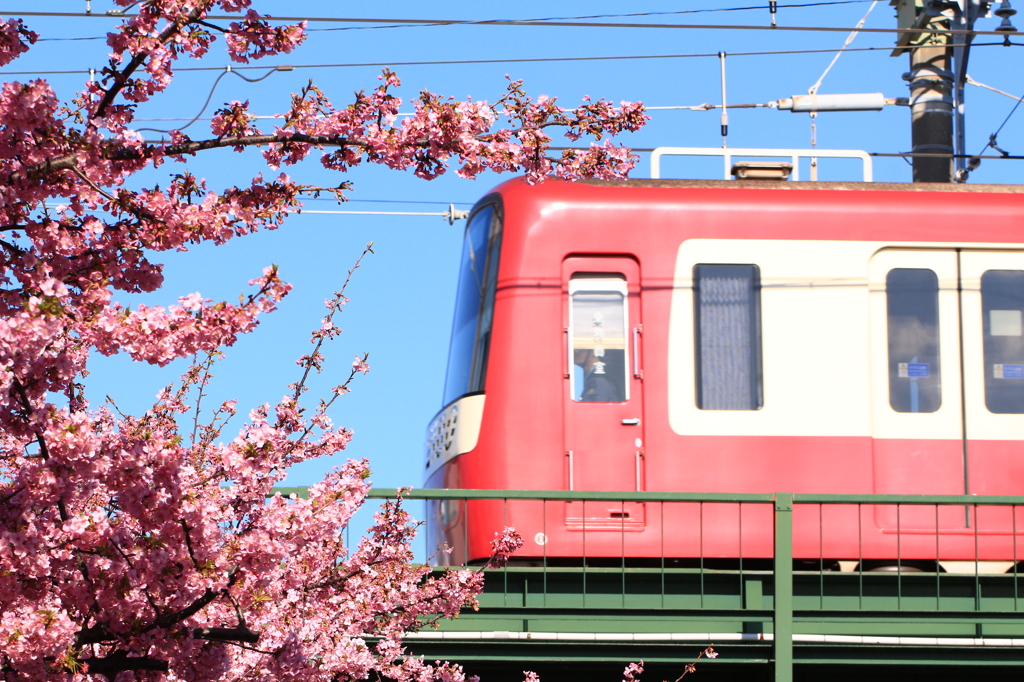 三浦河津桜