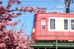 三浦河津桜