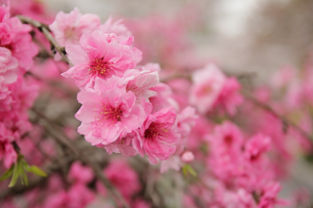 ザ桜