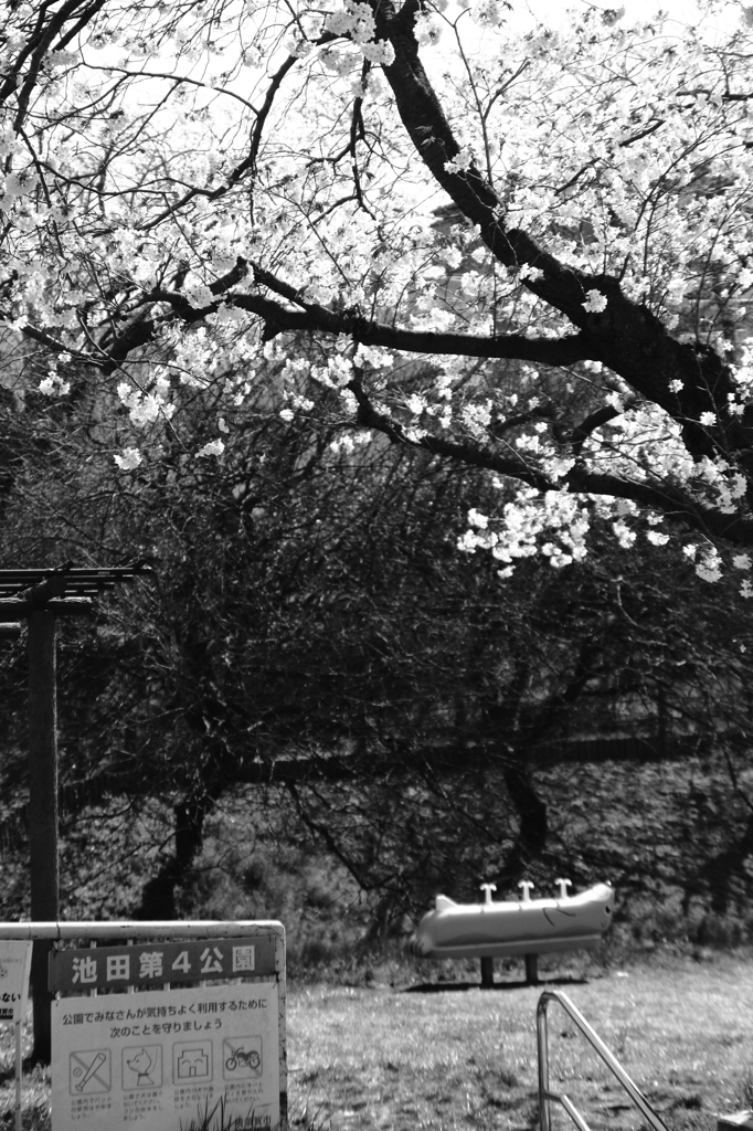 桜