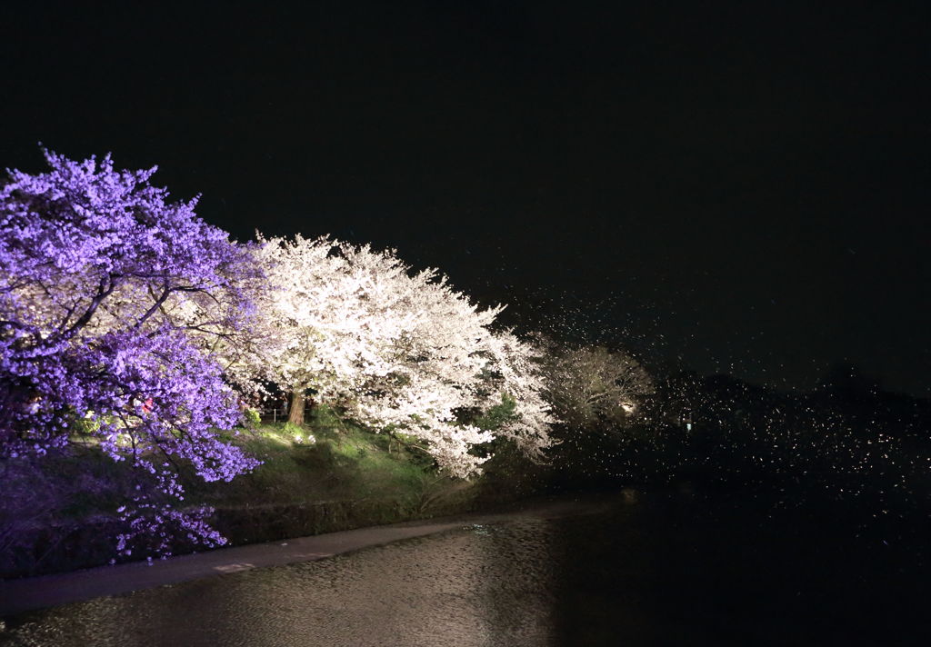 夜桜吹雪