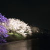 夜桜吹雪