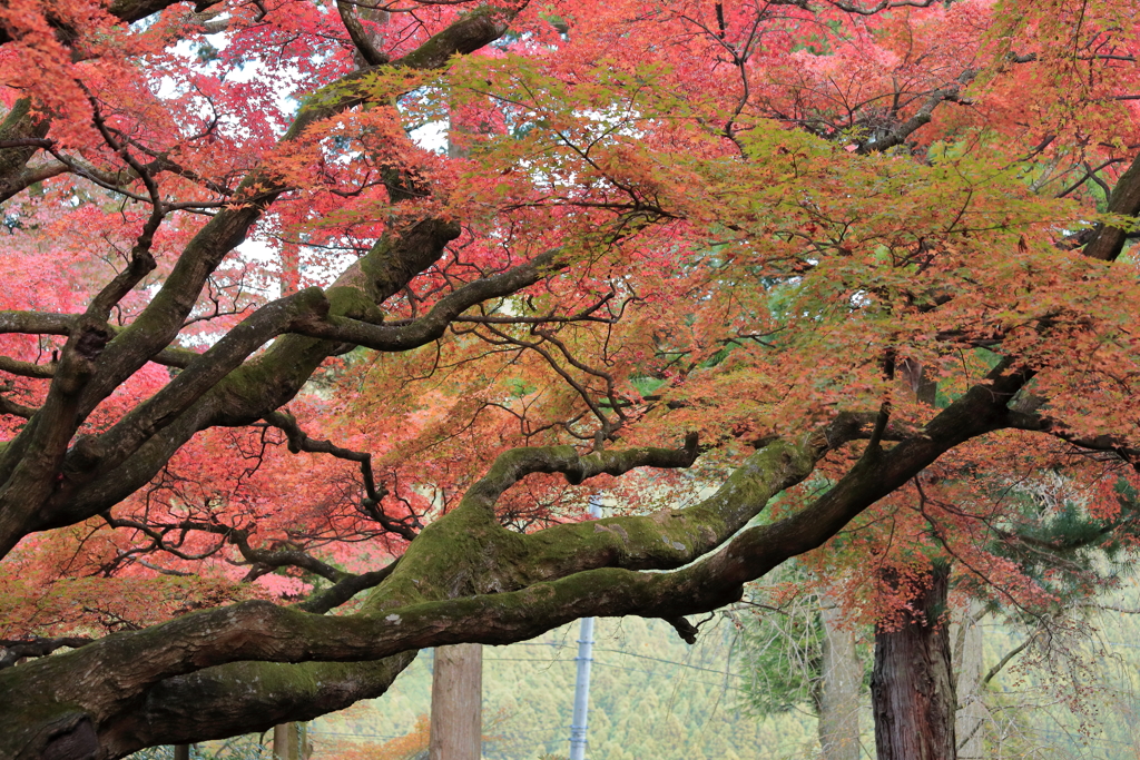 紅葉