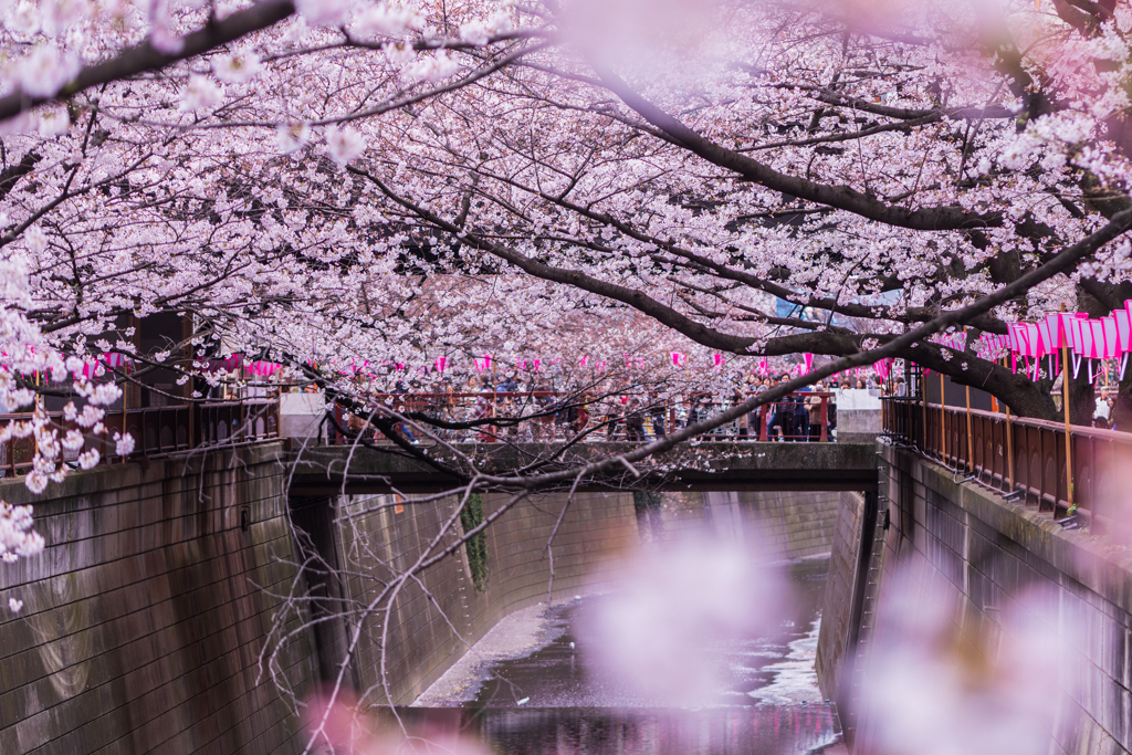 花見