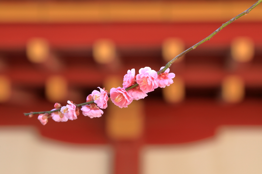 梅