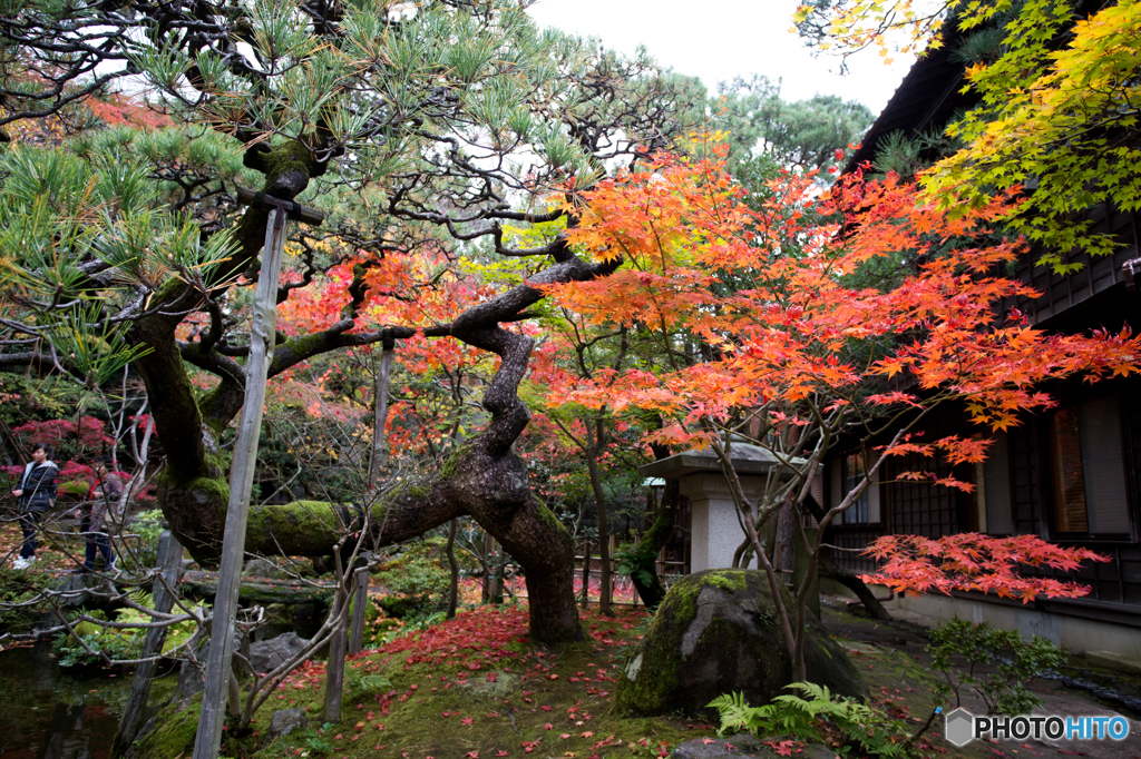 日本の秋（晩秋篇）