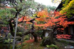 日本の秋（晩秋篇）