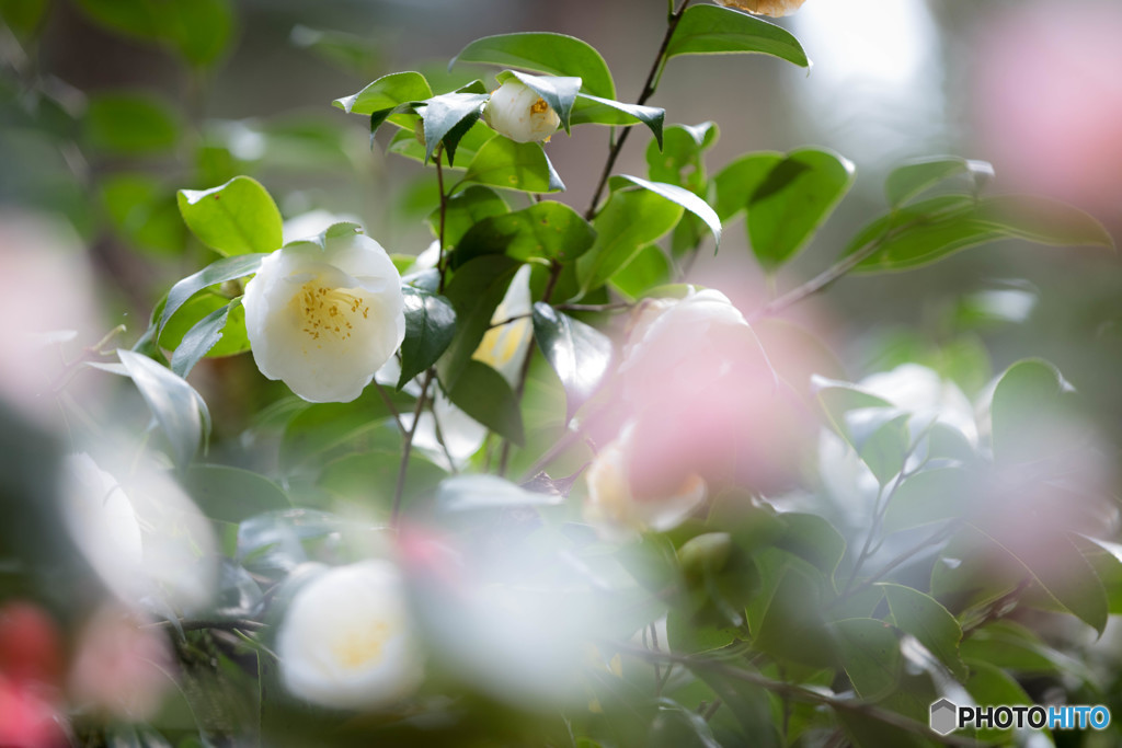 新潟の名花雪椿