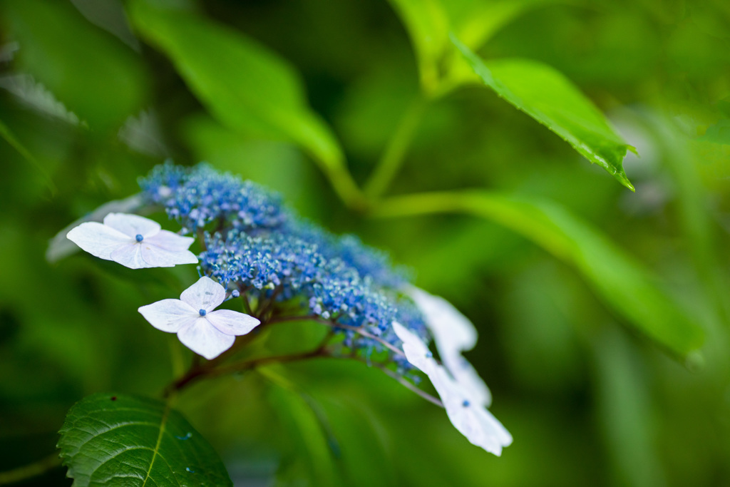 紫陽花