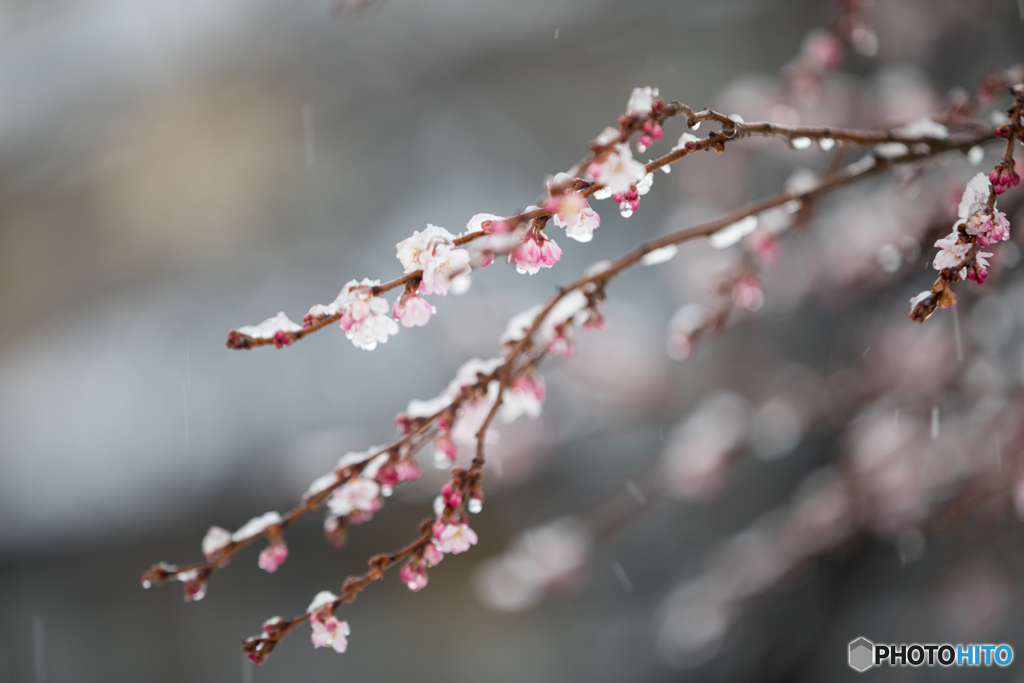 氷雨と寒桜