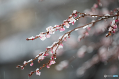 氷雨と寒桜