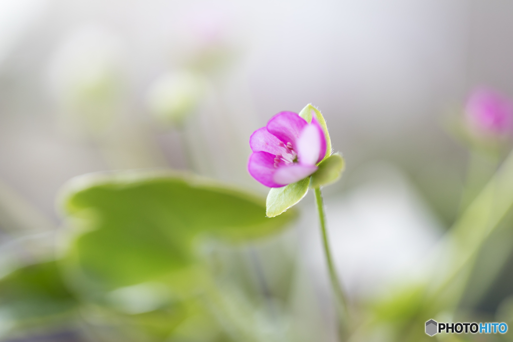 春を知らせる雪割草 Ⅱ
