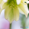 Christmas rose
