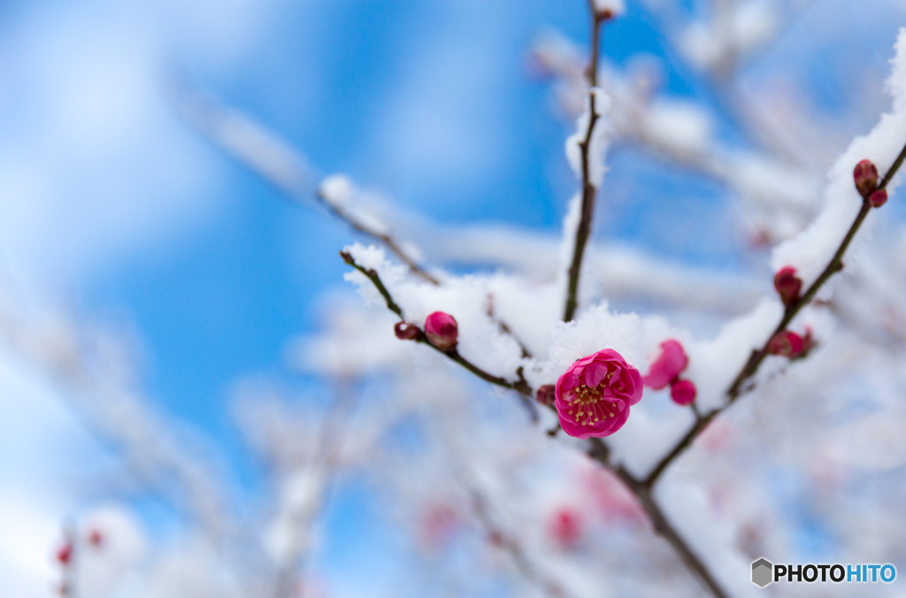 紅梅雪に舞う