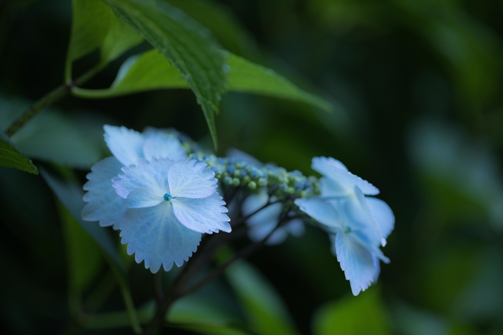 紫陽花