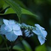 紫陽花