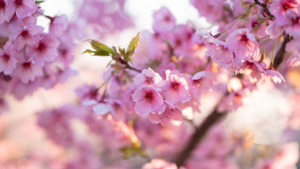 朝日に輝く桜