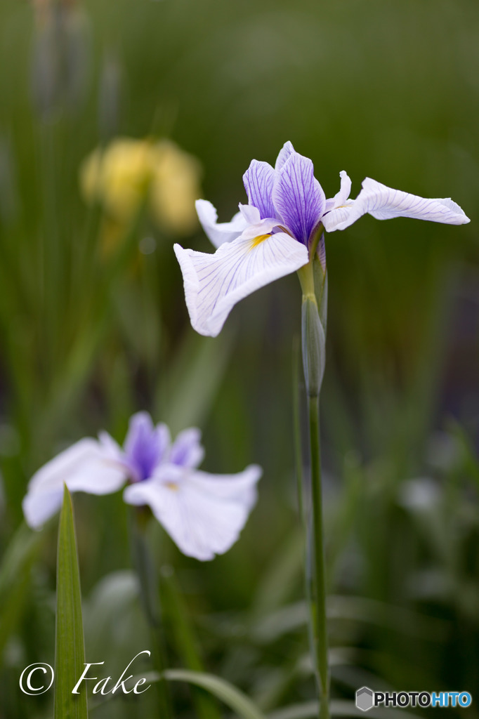 flower（花菖蒲）