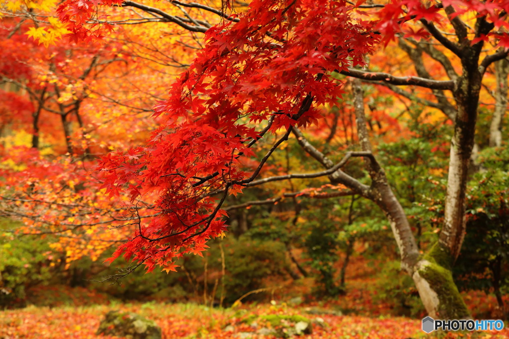 紅のMomiji