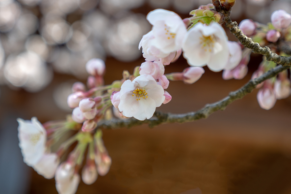 sakura