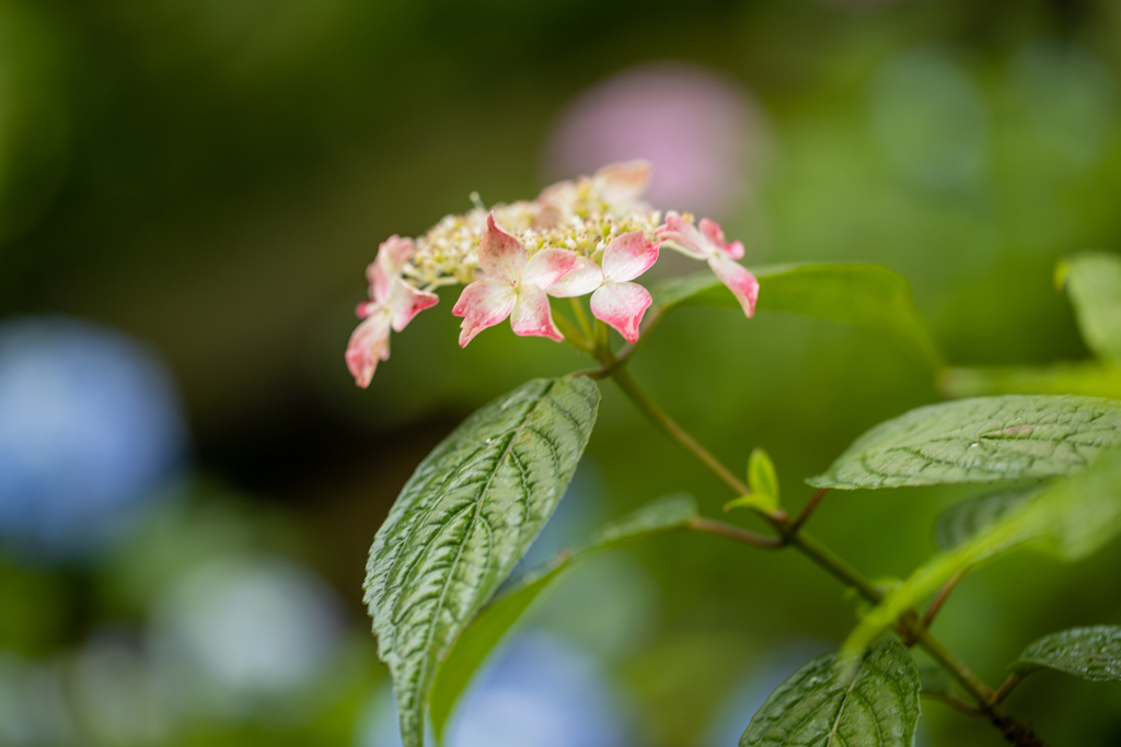 山紫陽花