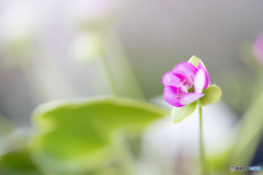 春を知らせる雪割草