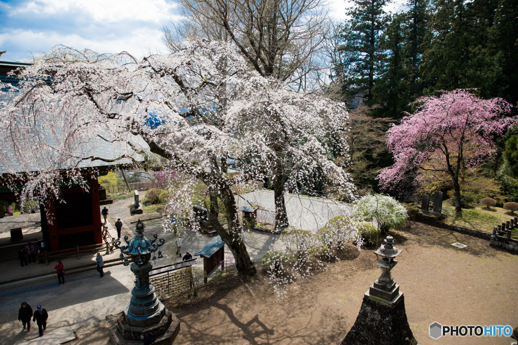 妙義の桜