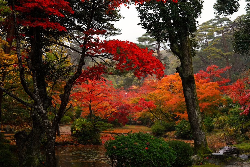 今年の紅葉狩り