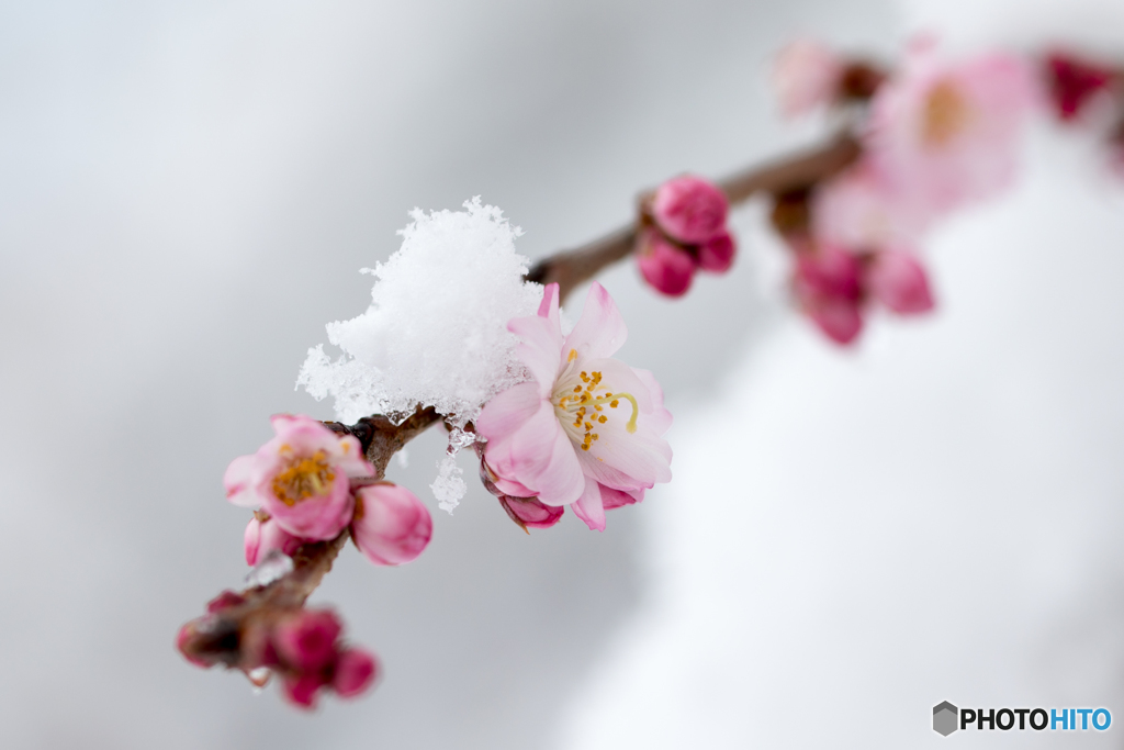 雪中寒桜