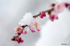 雪中寒桜