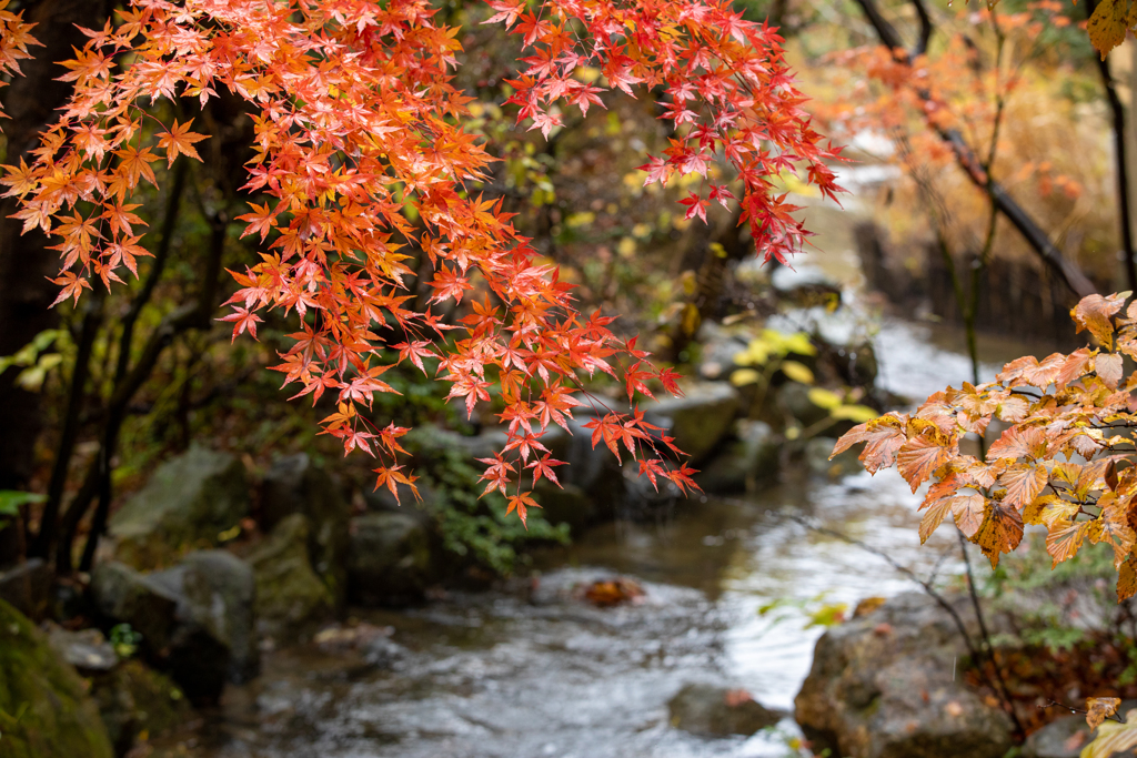 日本庭園の晩秋