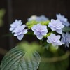 雨に唄えば