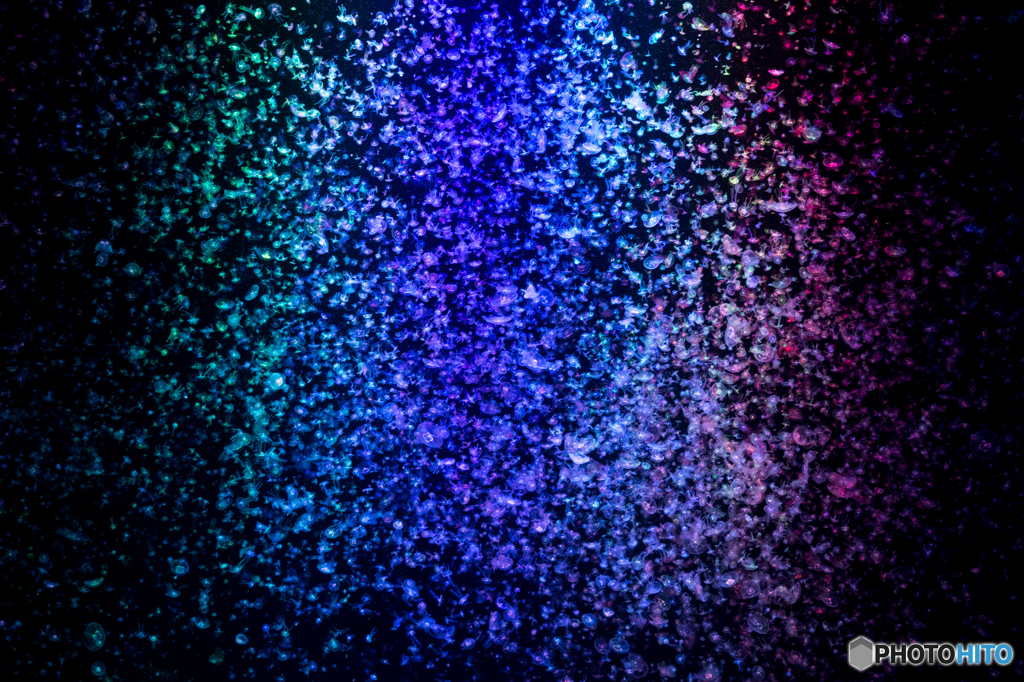 Jelly Fish Rainbow