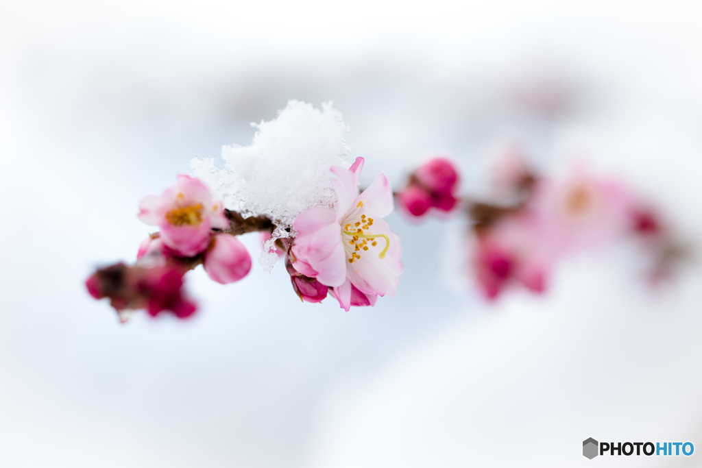 輝く寒桜