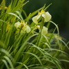 夜露に輝く花菖蒲