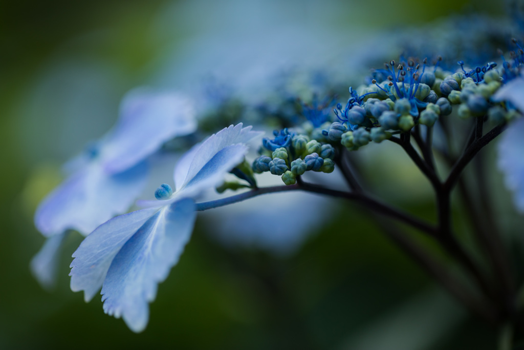 紫陽花ブルー