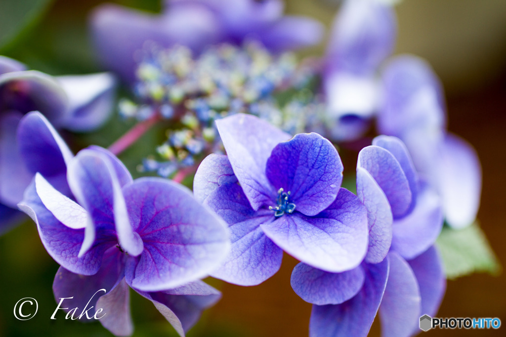 紫陽花（purple）