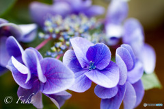紫陽花（purple）