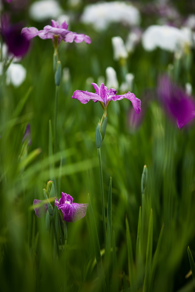 花菖蒲２