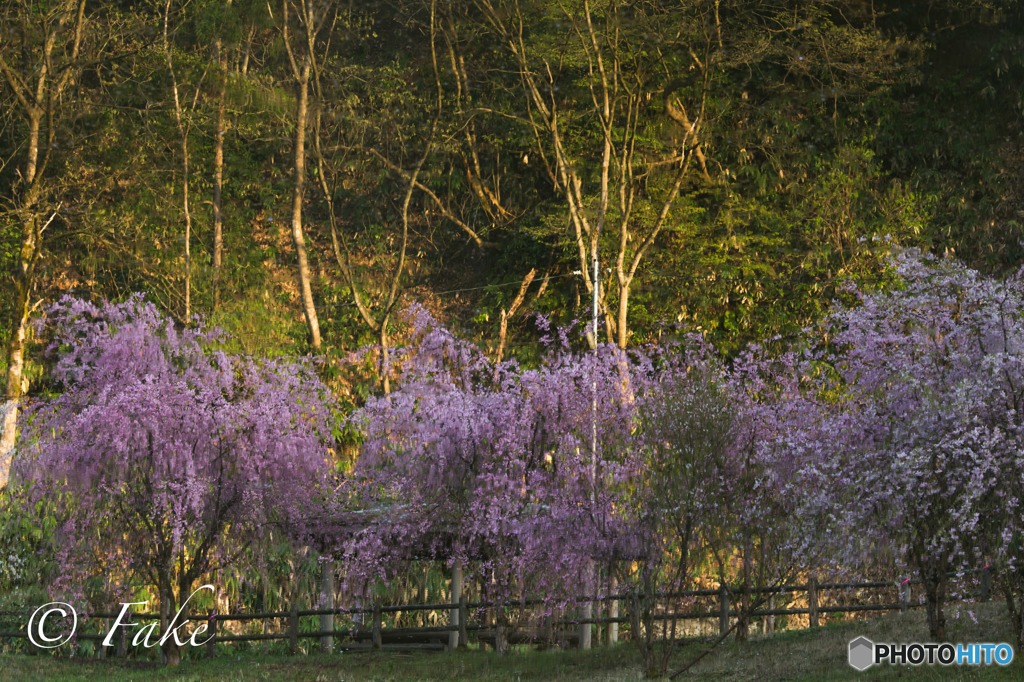 水鏡に映る枝垂れ桜（天地逆さ）