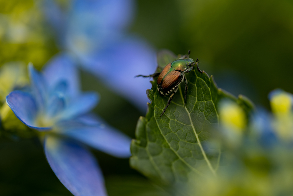 カナブンと紫陽花