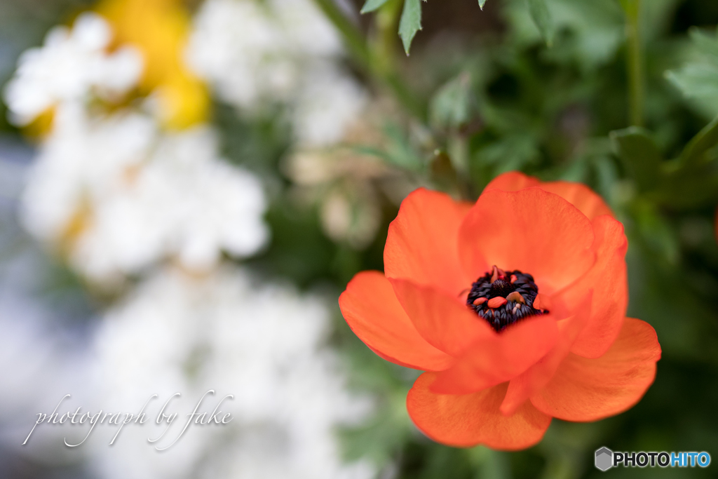 flower