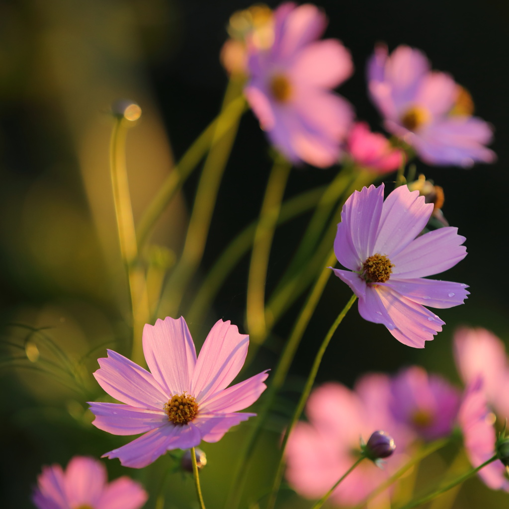 秋桜