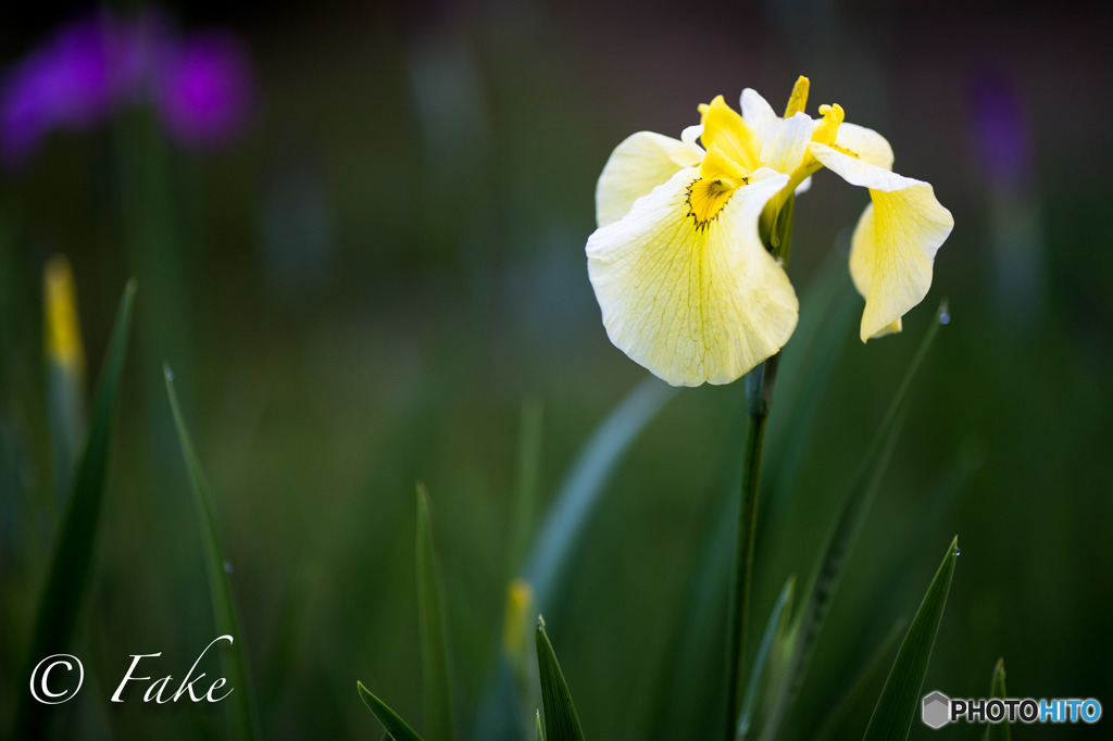 flower（花菖蒲・イエロー）