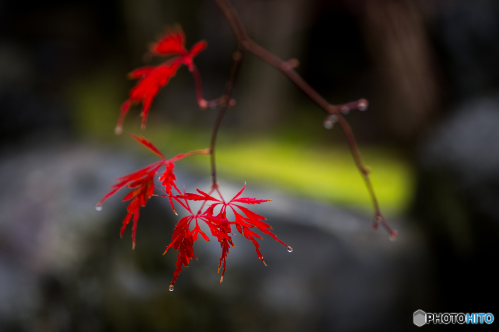 紅の四重奏